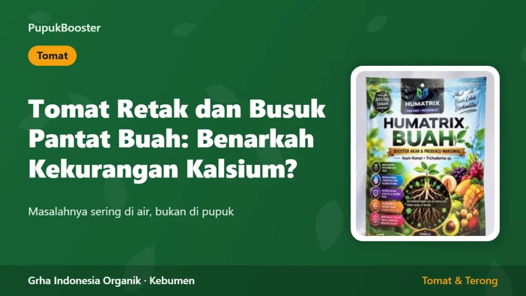 Tomat Retak dan Busuk Pantat Buah: Benarkah Kekurangan Kalsium?