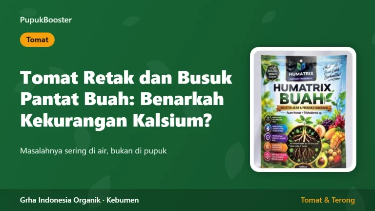 Tomat Retak dan Busuk Pantat Buah: Benarkah Kekurangan Kalsium?