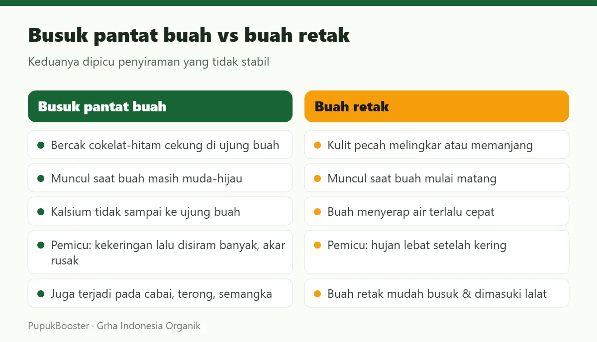 Busuk pantat buah vs buah retak