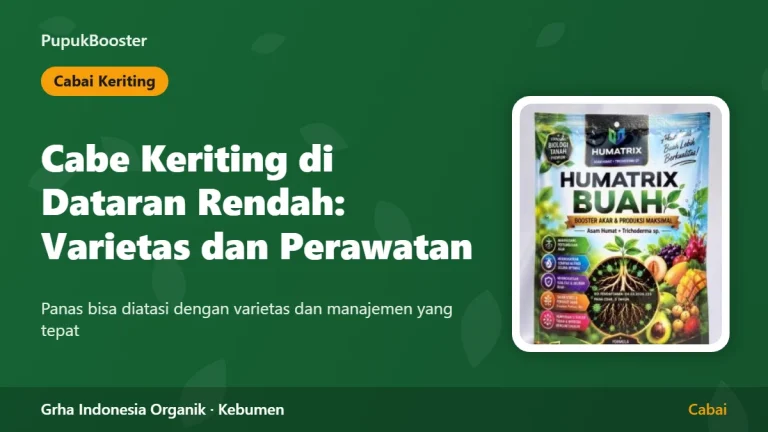 Cabe Keriting di Dataran Rendah: Pilihan Varietas dan Perawatan