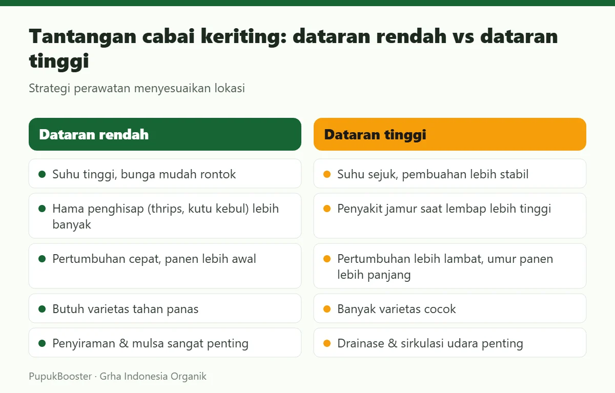 Tantangan cabai keriting: dataran rendah vs dataran tinggi