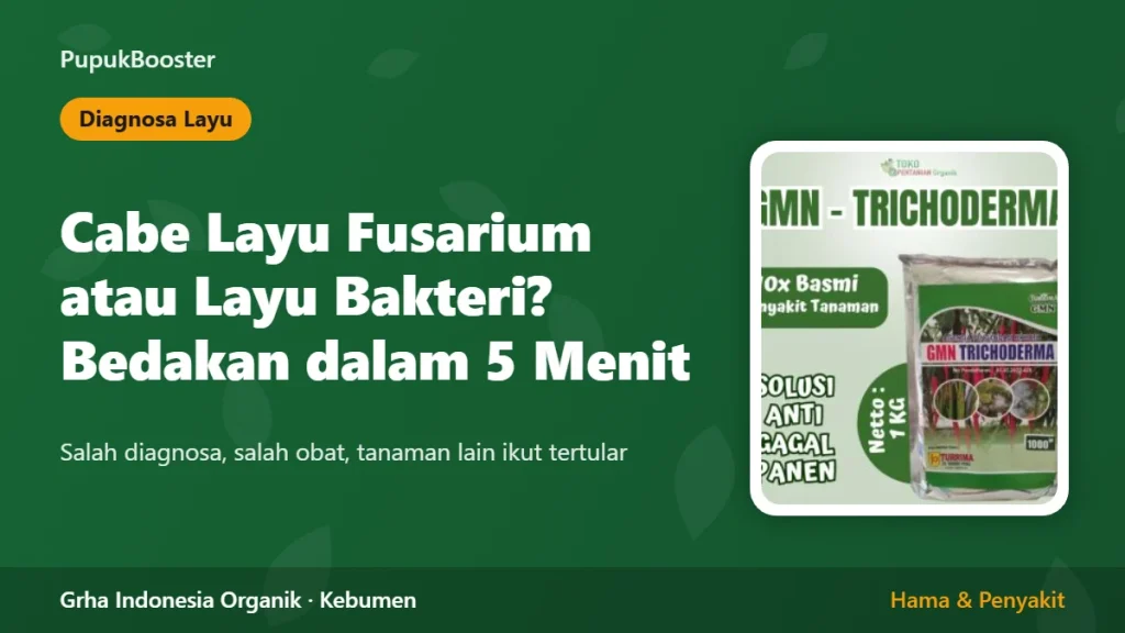 Cabe Layu Fusarium atau Layu Bakteri? Cara Membedakan dalam 5 Menit