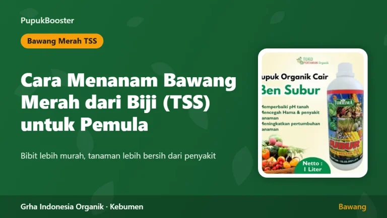 Cara Menanam Bawang Merah dari Biji (TSS) untuk Pemula