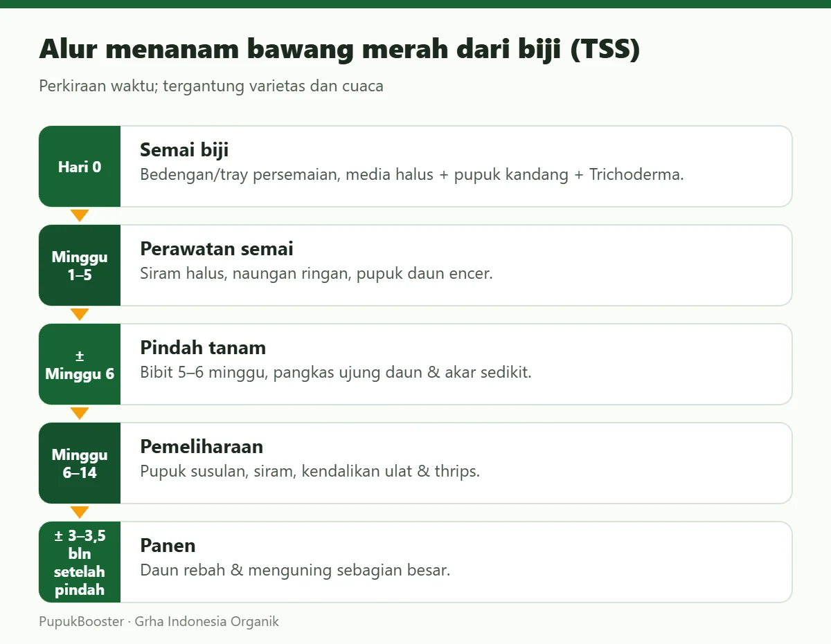 Alur menanam bawang merah dari biji (TSS)