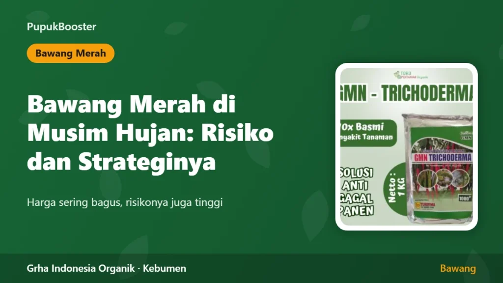 Bawang Merah di Musim Hujan: Risiko dan Strateginya