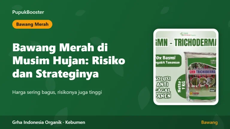 Bawang Merah di Musim Hujan: Risiko dan Strateginya