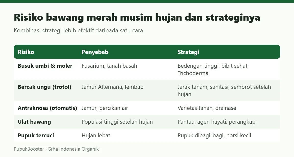Risiko bawang merah musim hujan dan strateginya