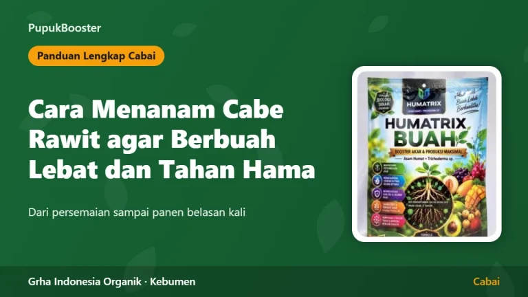 Cara Menanam Cabe Rawit agar Berbuah Lebat dan Tahan Hama: Panduan Lengkap