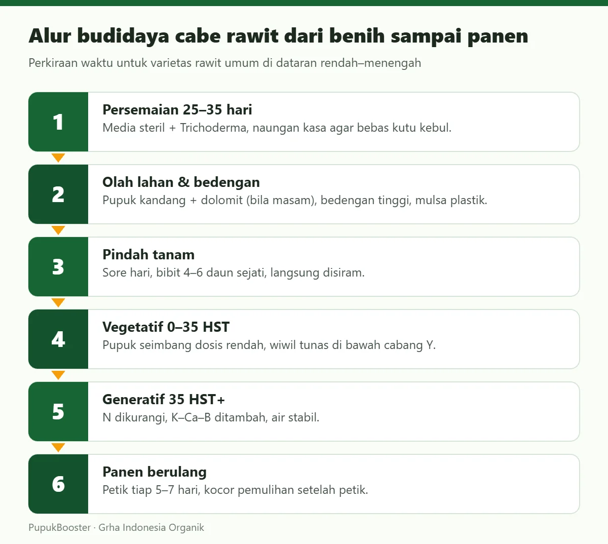 Alur budidaya cabe rawit dari benih sampai panen
