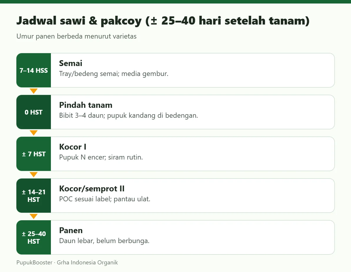 Jadwal sawi & pakcoy (± 25–40 hari setelah tanam)