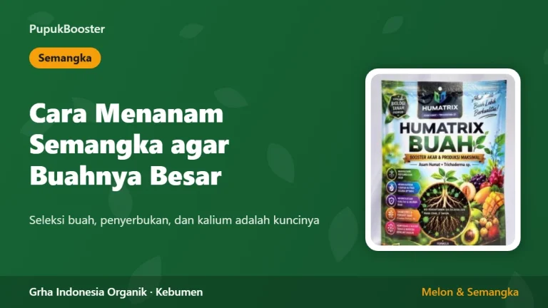 Cara Menanam Semangka agar Buahnya Besar