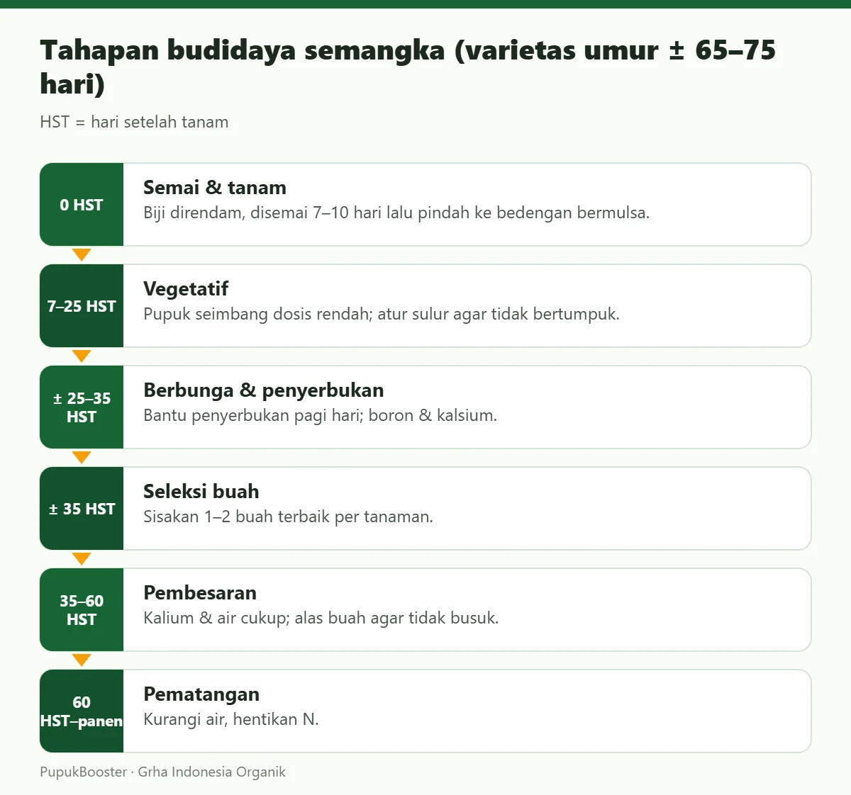 Tahapan budidaya semangka (varietas umur ± 65–75 hari)