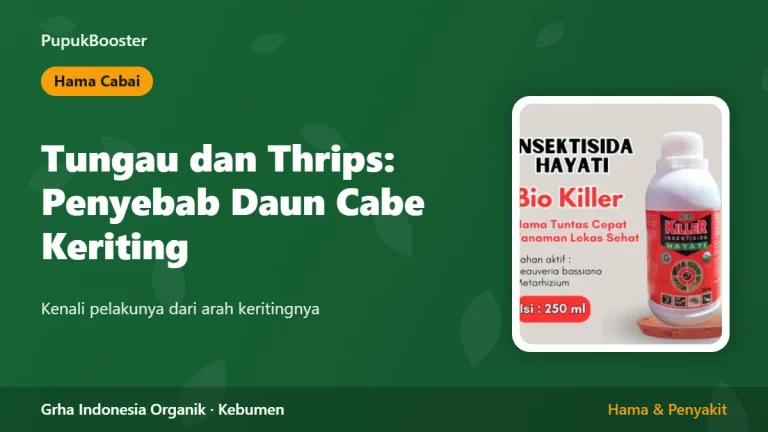 Tungau dan Thrips: Penyebab Daun Cabe Keriting