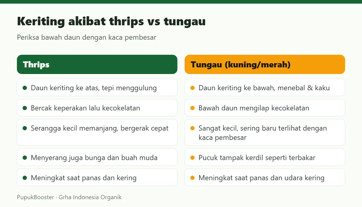 Keriting akibat thrips vs tungau