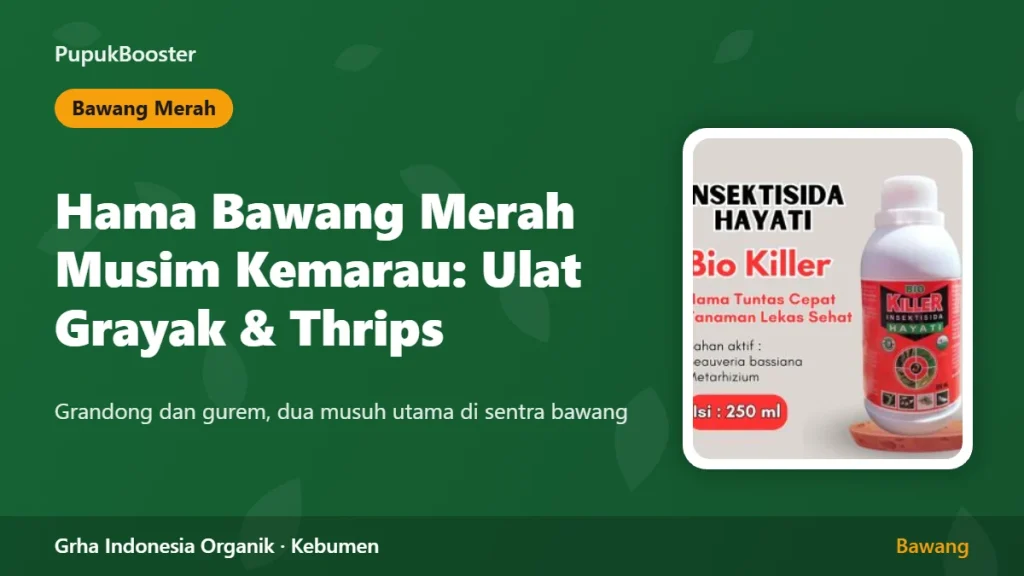 Hama Bawang Merah Musim Kemarau: Ulat Grayak dan Thrips
