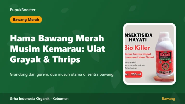 Hama Bawang Merah Musim Kemarau: Ulat Grayak dan Thrips