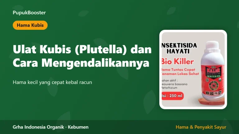 Ulat Kubis (Plutella) dan Cara Mengendalikannya