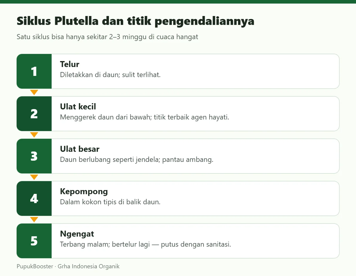 Siklus Plutella dan titik pengendaliannya