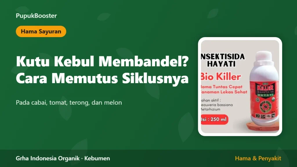 Kutu Kebul pada Cabai dan Tomat: Kenapa Membandel dan Cara Memutus Siklusnya