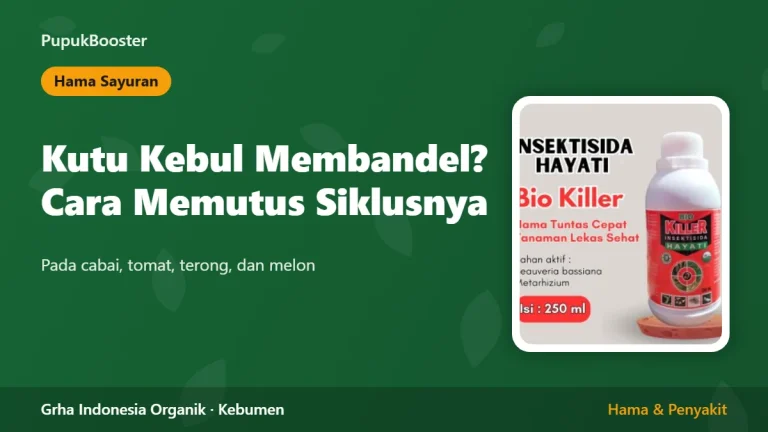 Kutu Kebul pada Cabai dan Tomat: Kenapa Membandel dan Cara Memutus Siklusnya