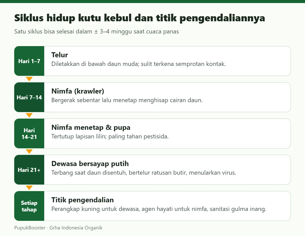 Siklus hidup kutu kebul dan titik pengendaliannya