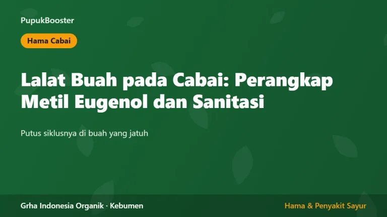 Lalat Buah pada Cabai: Perangkap Metil Eugenol dan Sanitasi