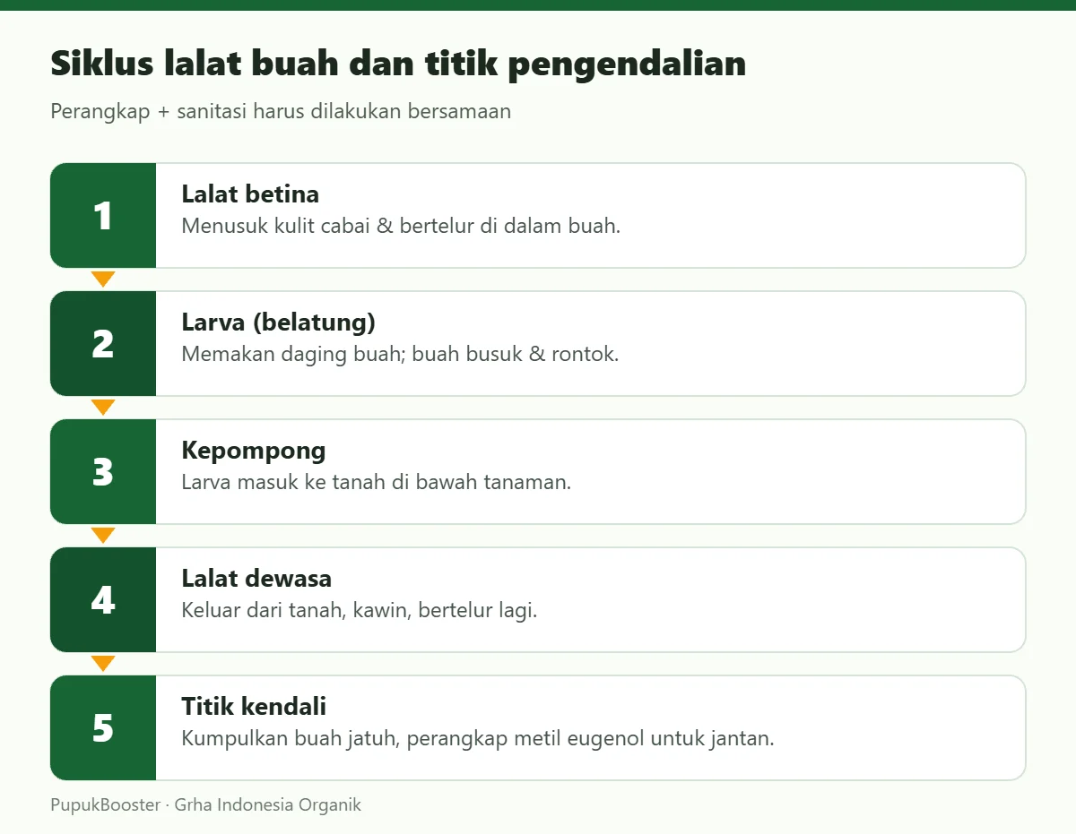 Siklus lalat buah dan titik pengendalian