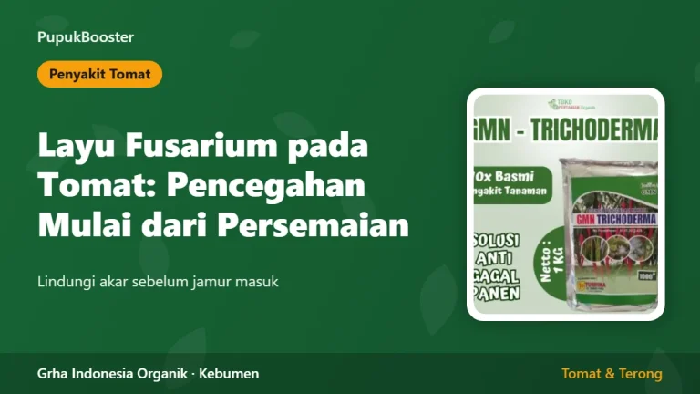 Layu Fusarium pada Tomat: Pencegahan Mulai dari Persemaian