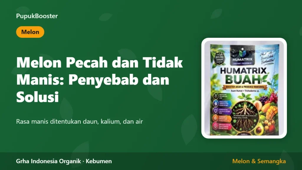 Melon Pecah dan Tidak Manis: Penyebab dan Solusi