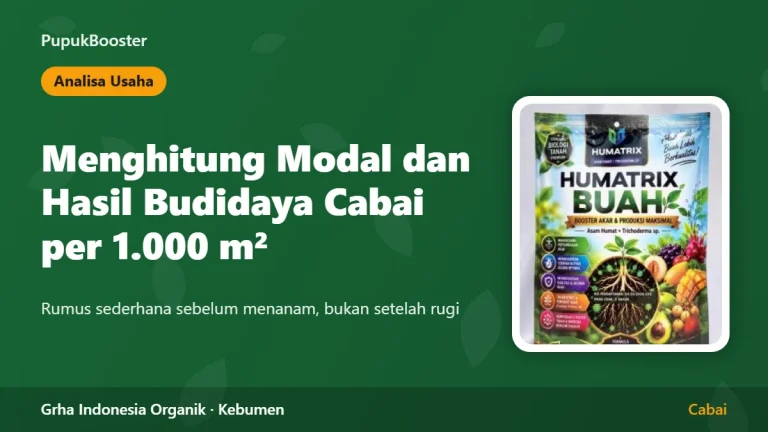 Menghitung Modal dan Hasil Budidaya Cabai per 1.000 Meter Persegi