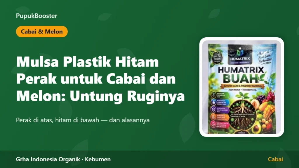 Mulsa Plastik Hitam Perak untuk Cabai dan Melon: Untung Ruginya