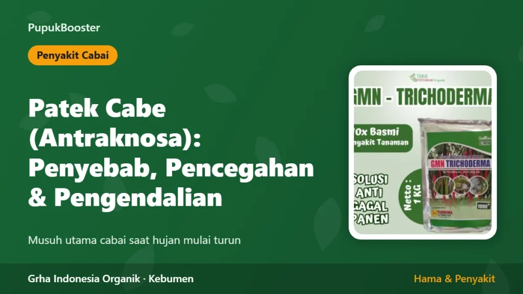 Patek Cabe (Antraknosa): Penyebab, Pencegahan, dan Pengendalian