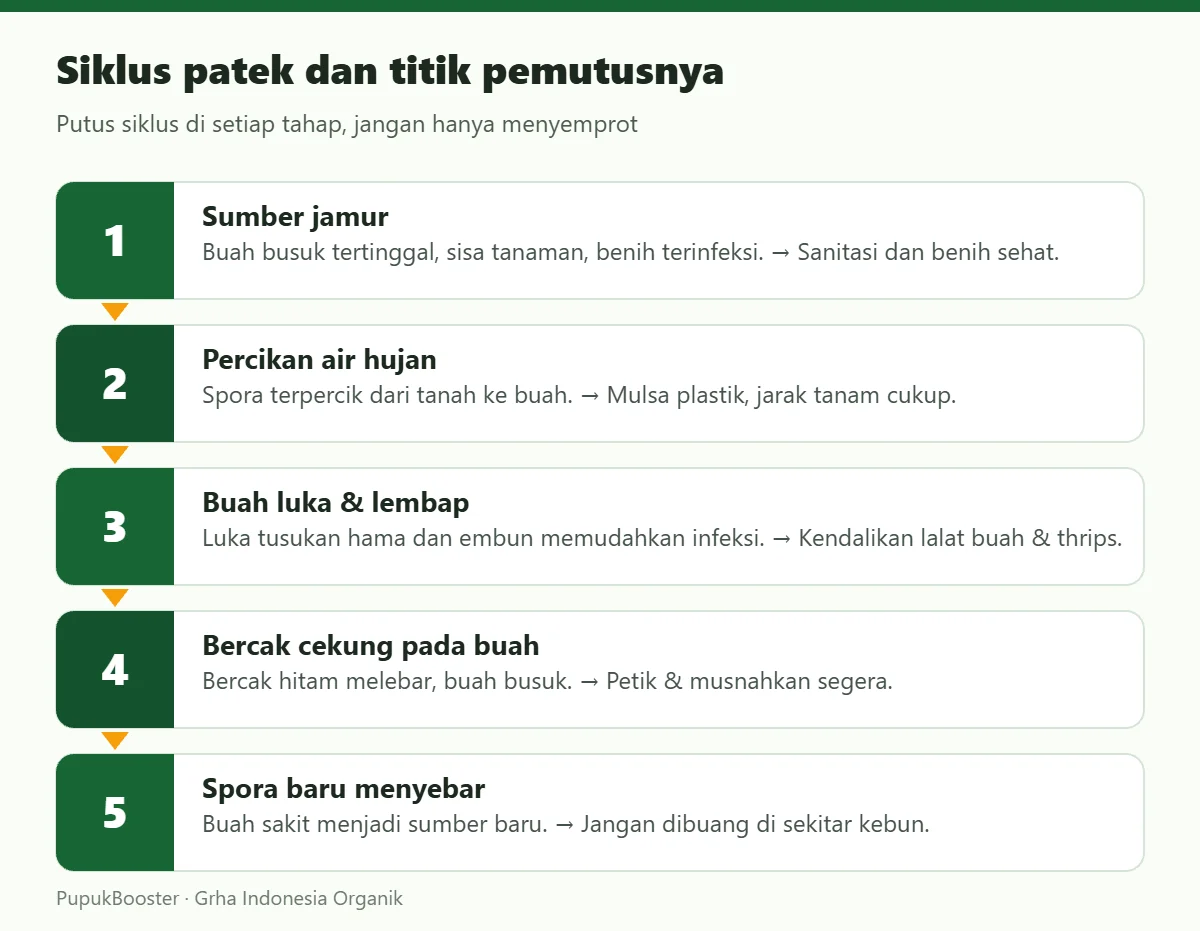 Siklus patek dan titik pemutusnya