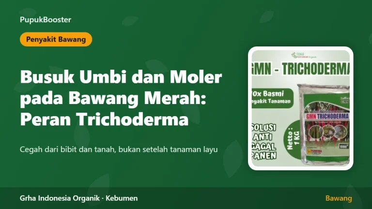 Busuk Umbi dan Moler pada Bawang Merah: Peran Trichoderma