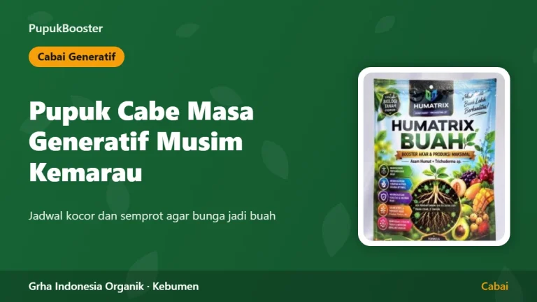 Pupuk Cabe Masa Generatif Musim Kemarau: Jadwal Kocor dan Semprot