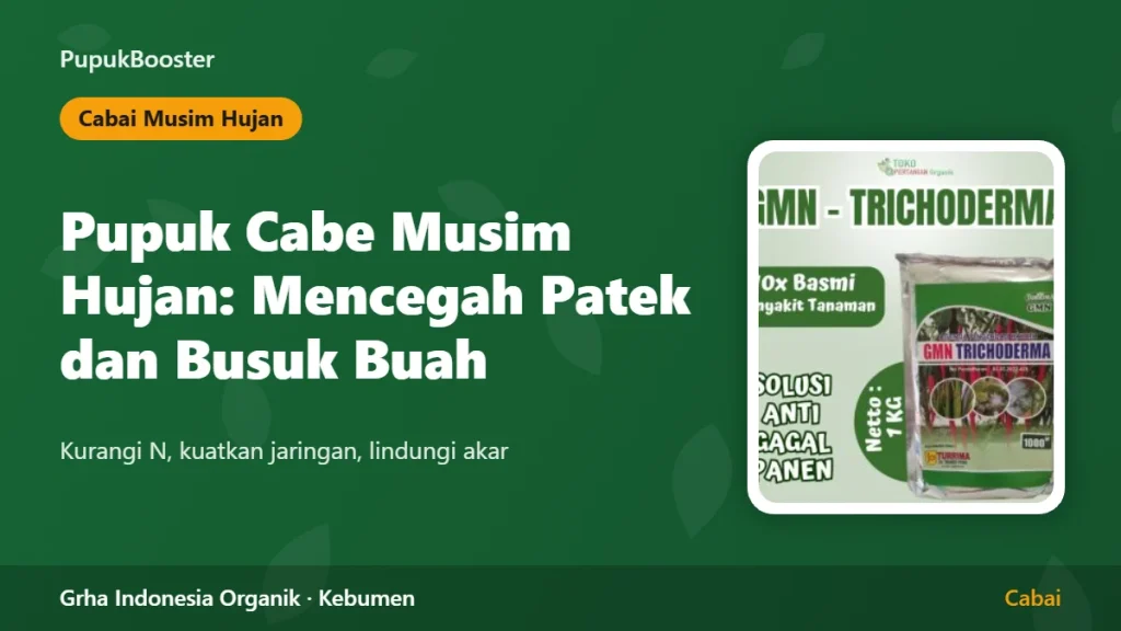 Pupuk Cabe Musim Hujan: Mencegah Patek dan Busuk Buah