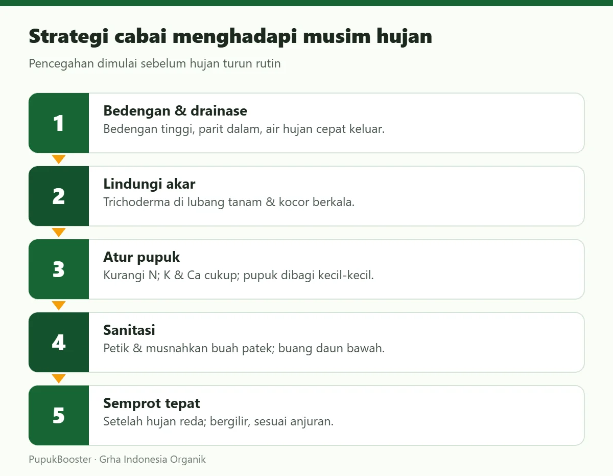 Strategi cabai menghadapi musim hujan