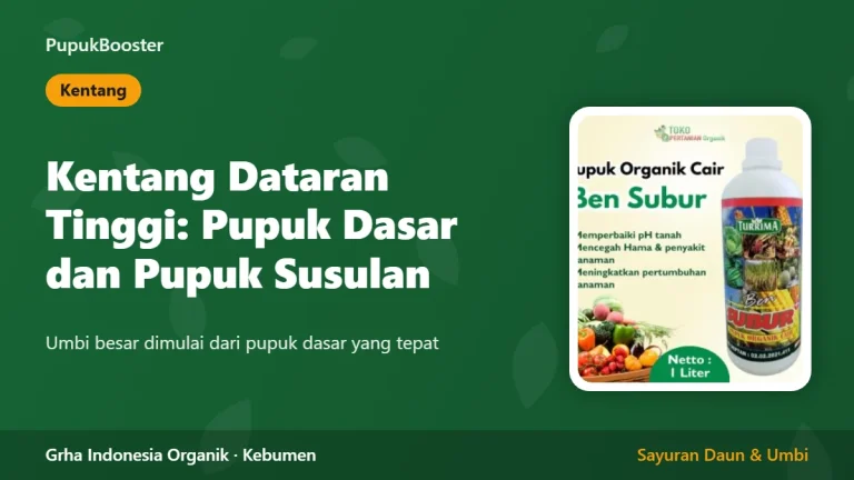 Kentang Dataran Tinggi: Pupuk Dasar dan Pupuk Susulan
