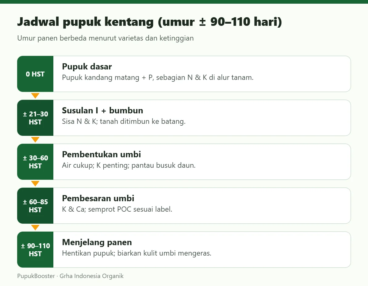 Jadwal pupuk kentang (umur ± 90–110 hari)