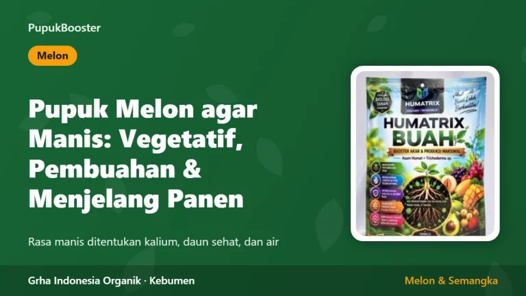 Pupuk Melon agar Manis: Fase Vegetatif, Pembuahan, dan Menjelang Panen
