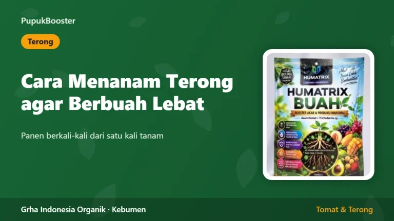 Cara Menanam Terong agar Berbuah Lebat