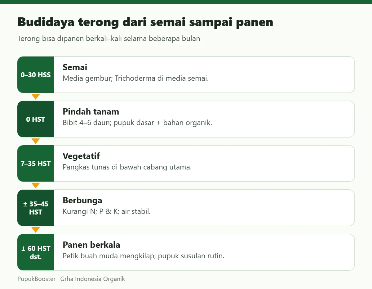 Budidaya terong dari semai sampai panen