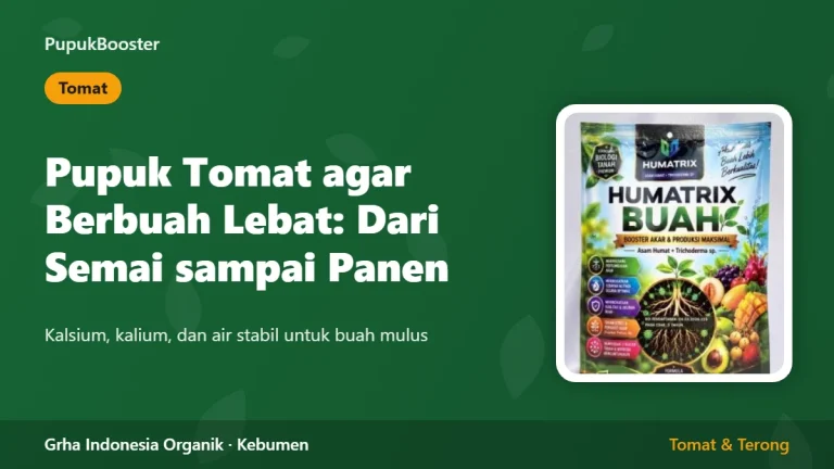 Pupuk Tomat agar Berbuah Lebat: Dari Semai sampai Panen