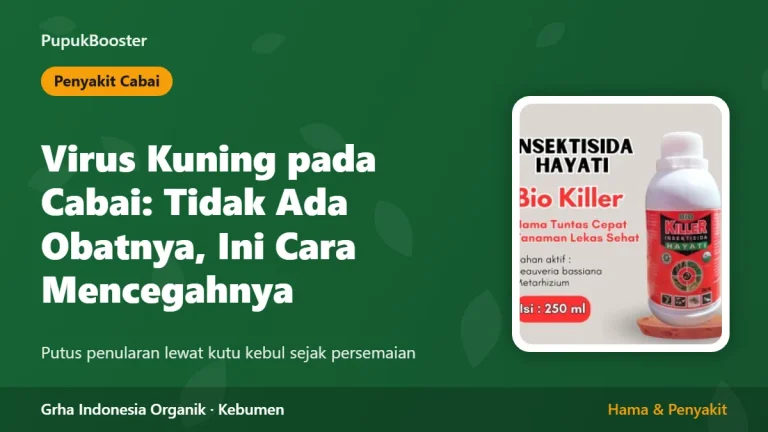 Virus Kuning pada Cabai: Tidak Ada Obatnya, Ini Cara Mencegahnya