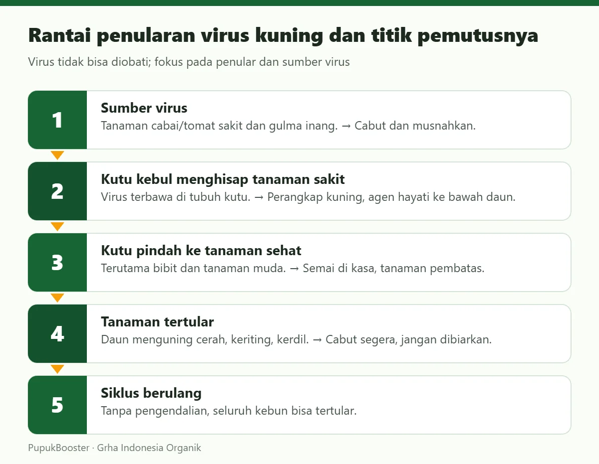 Rantai penularan virus kuning dan titik pemutusnya